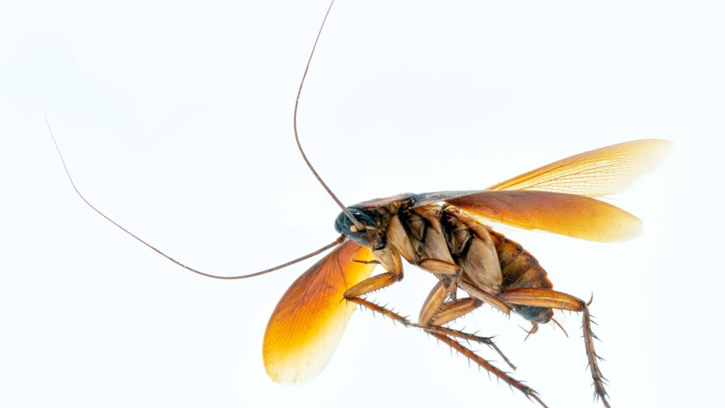 Flying cockroach in Florida