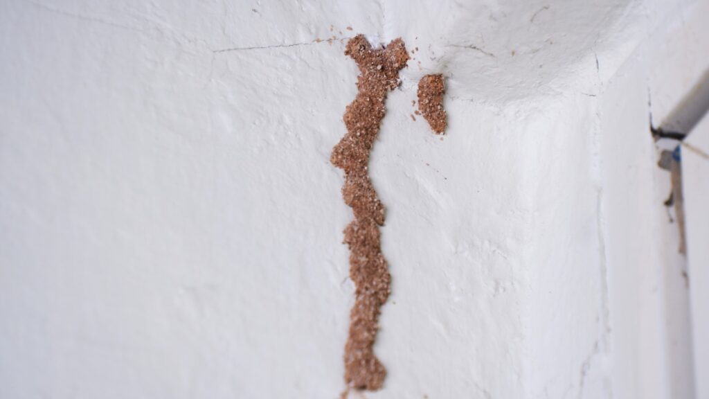 Termite mud tube inside Florida home's wall