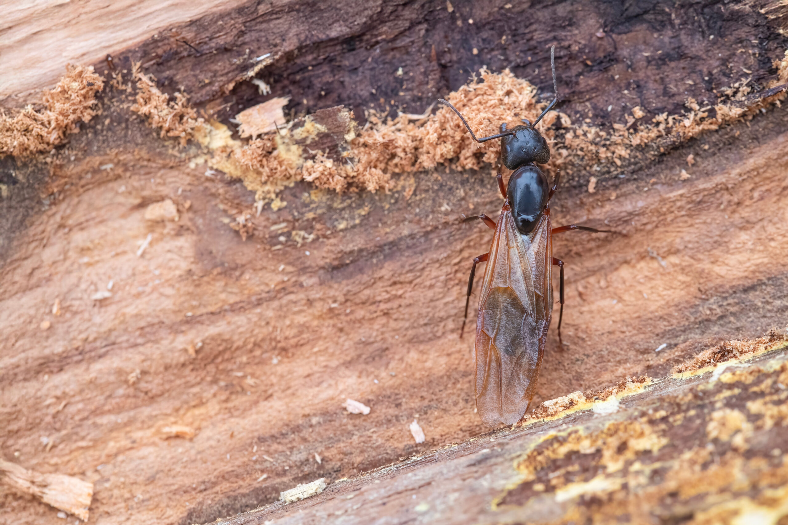 Winged carpenter ant