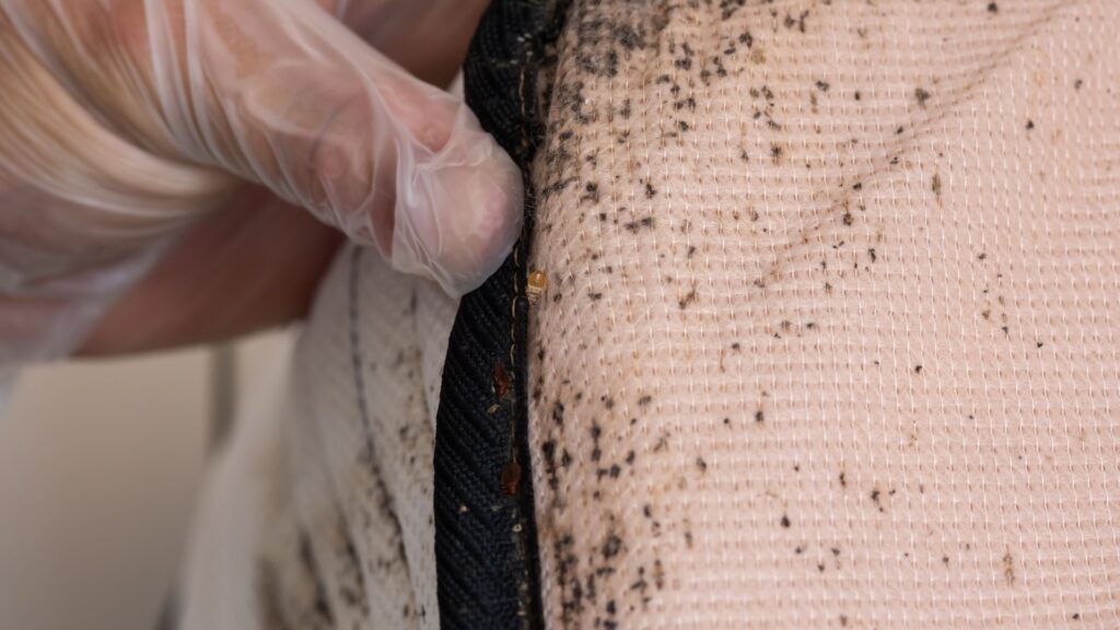 Bed bug markings