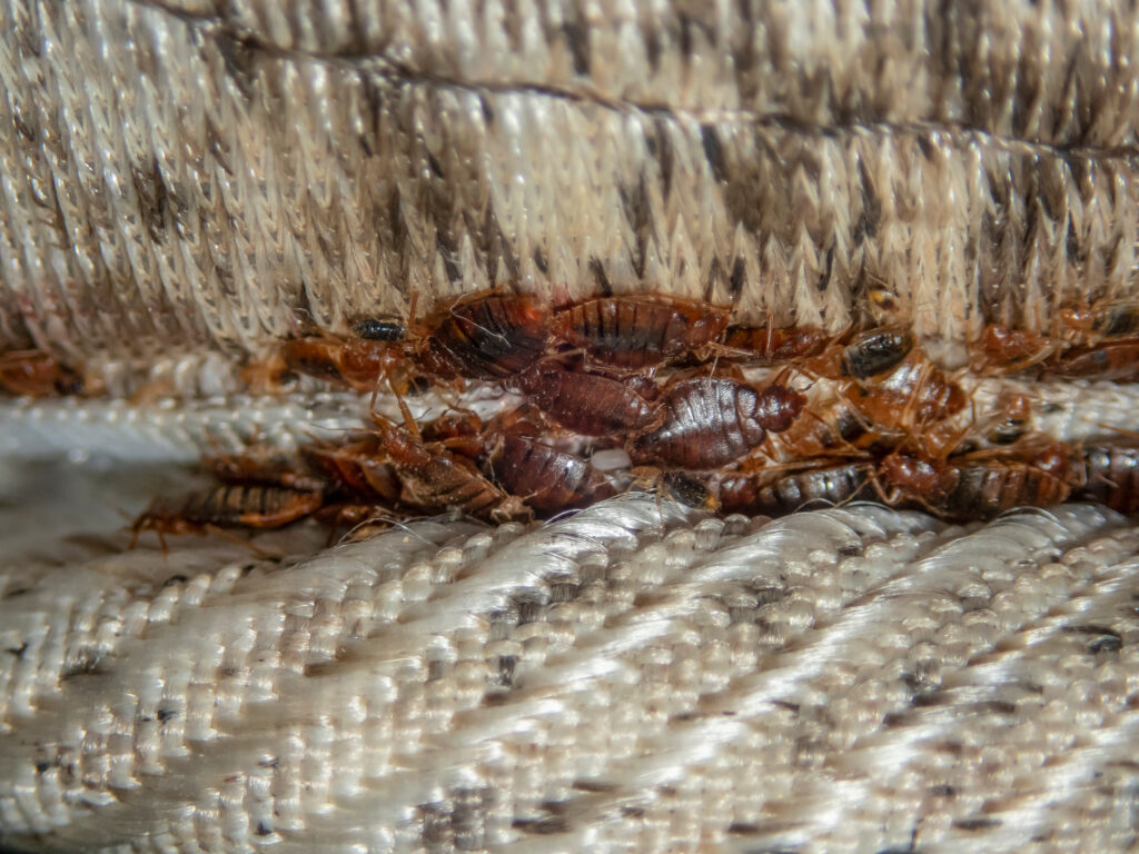 Bed bugs