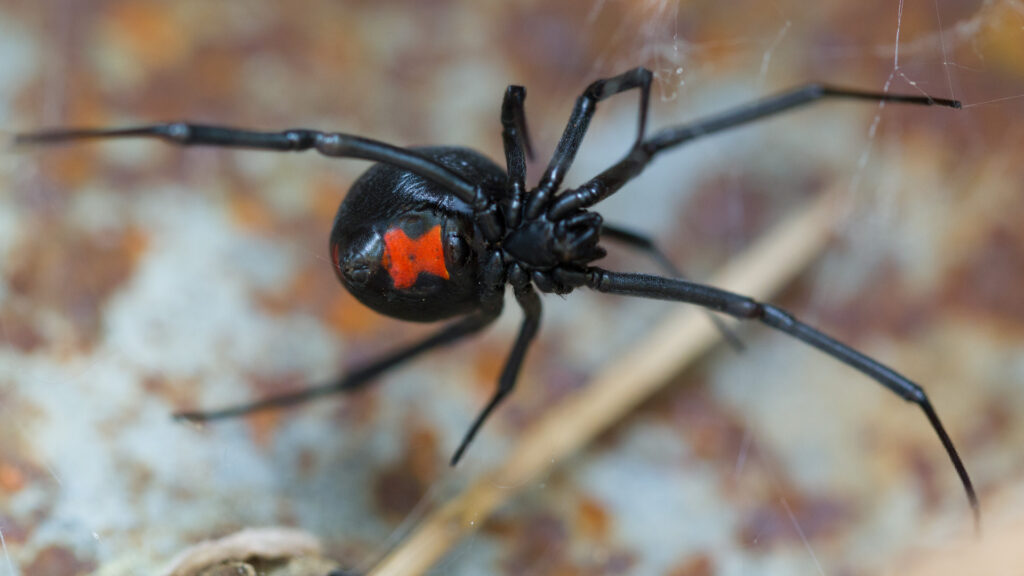 Black widow