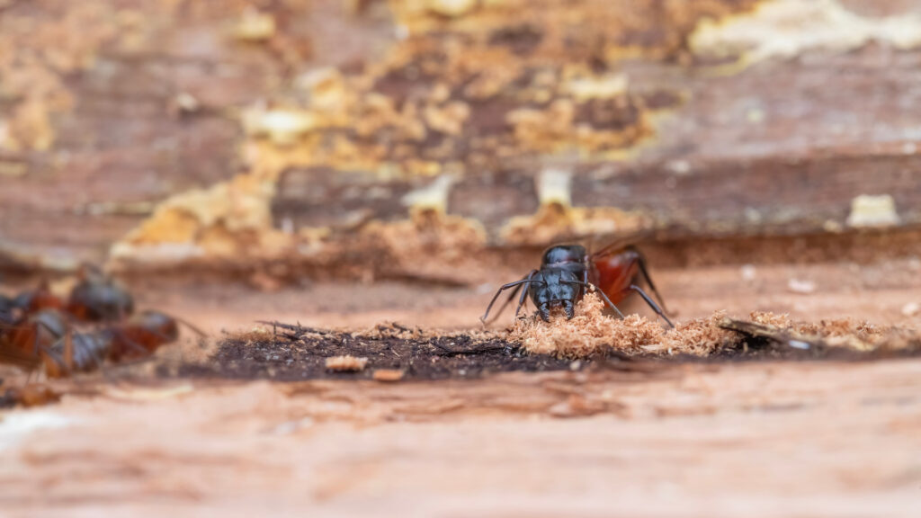 Carpenter ant