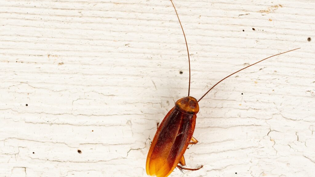 Cockroach