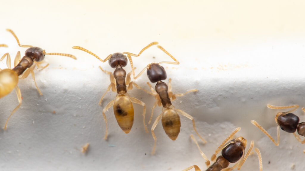 Ghost ants in Cocoa Beach FL