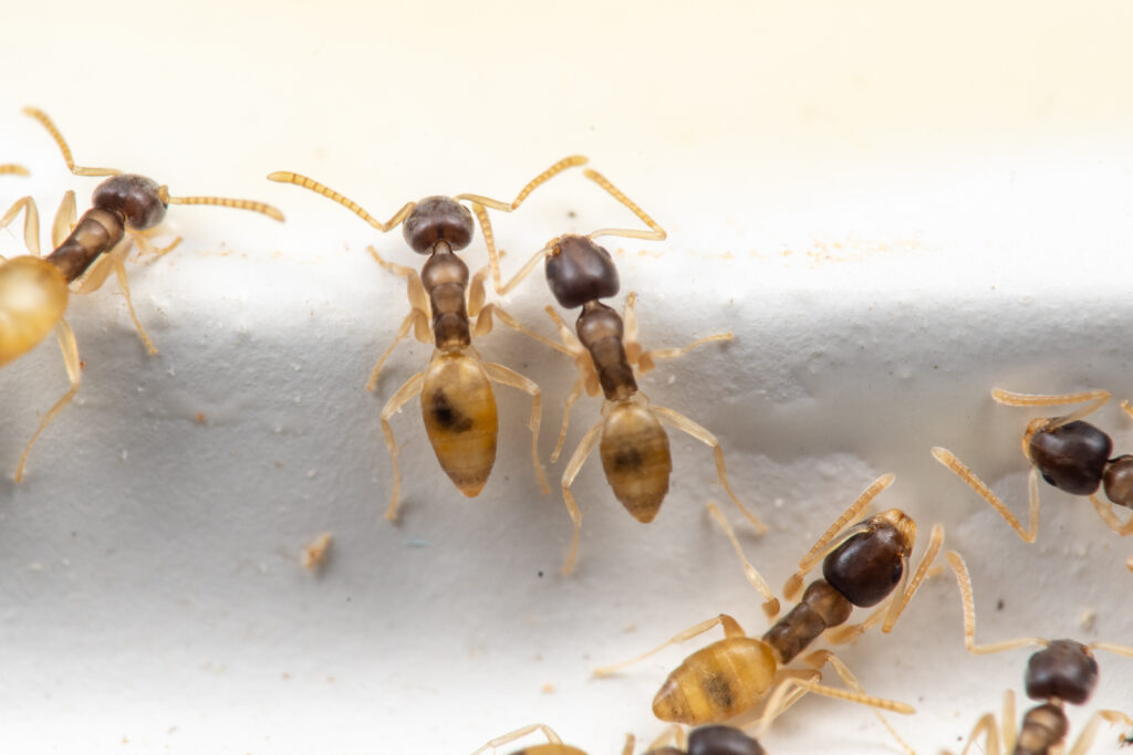 Ghost ants in Cocoa Beach home