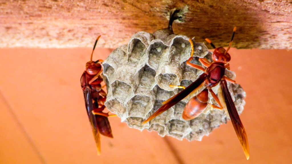 Red paper wasp