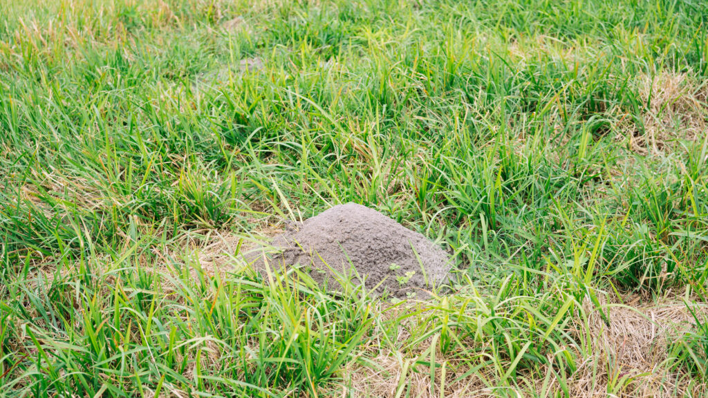 Ant hill on Florida lawn.