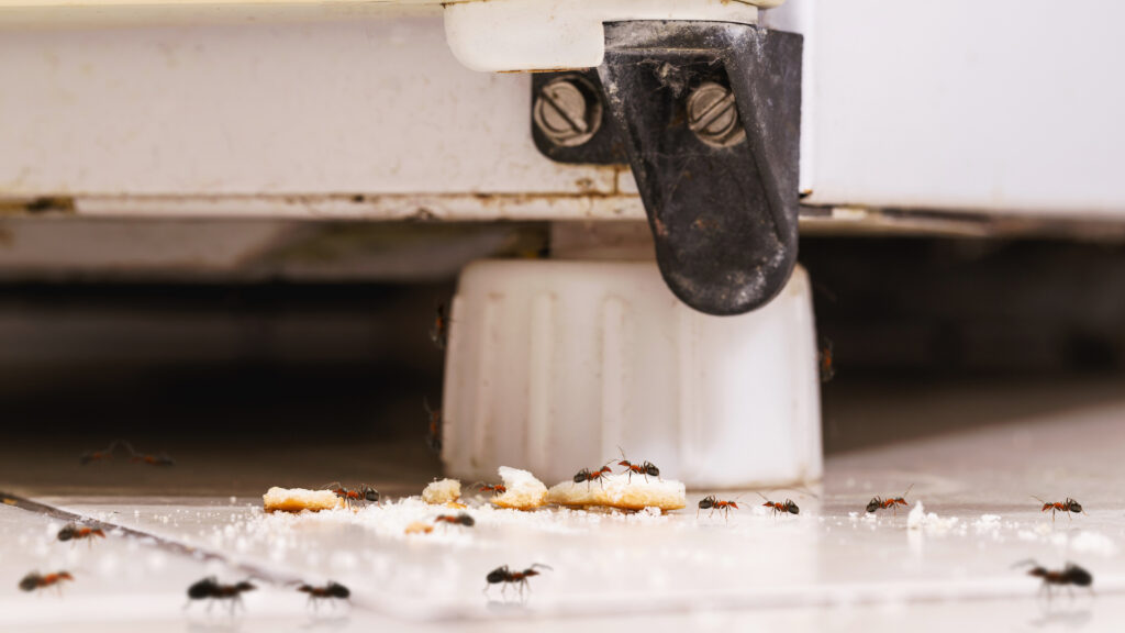 Ants in Floridian kitchen