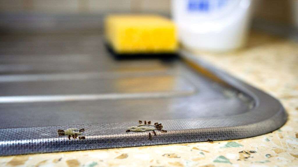 Ants on Indialantic kitchen counter