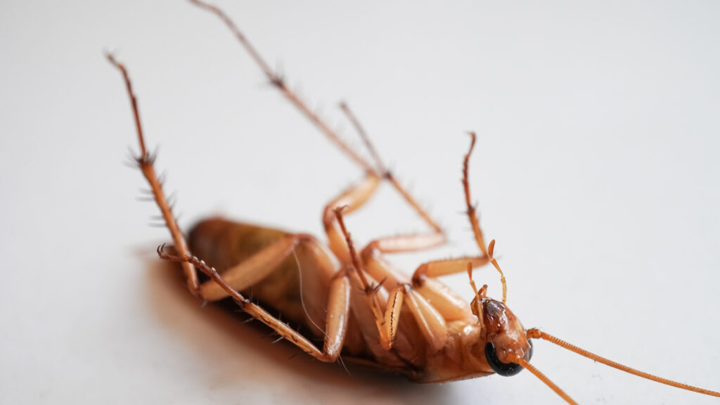 Cockroach are a common pest in Indialantic