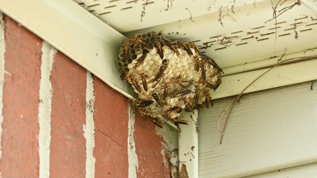 Wasp nest in the corner of a Rockledge home
