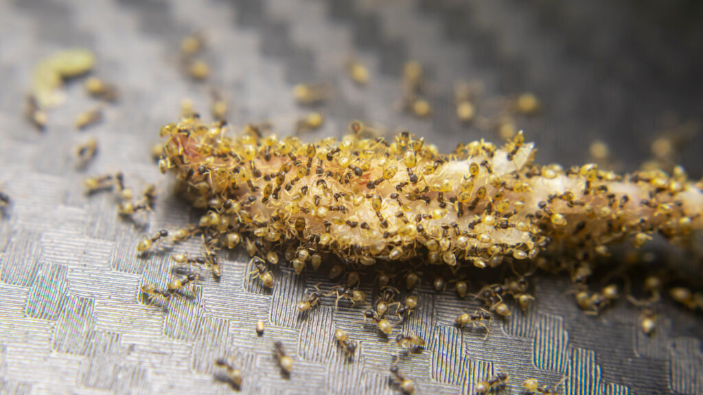 Ghost ants