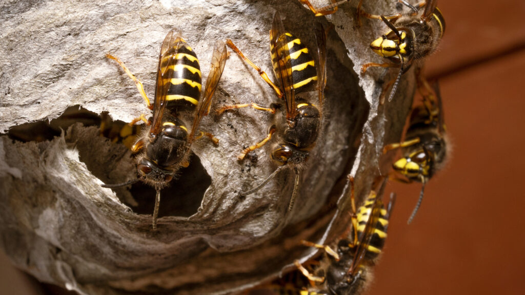Paper wasp nest