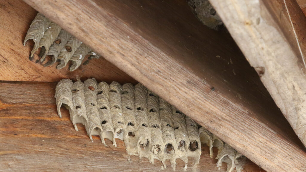 Mud dauber nest