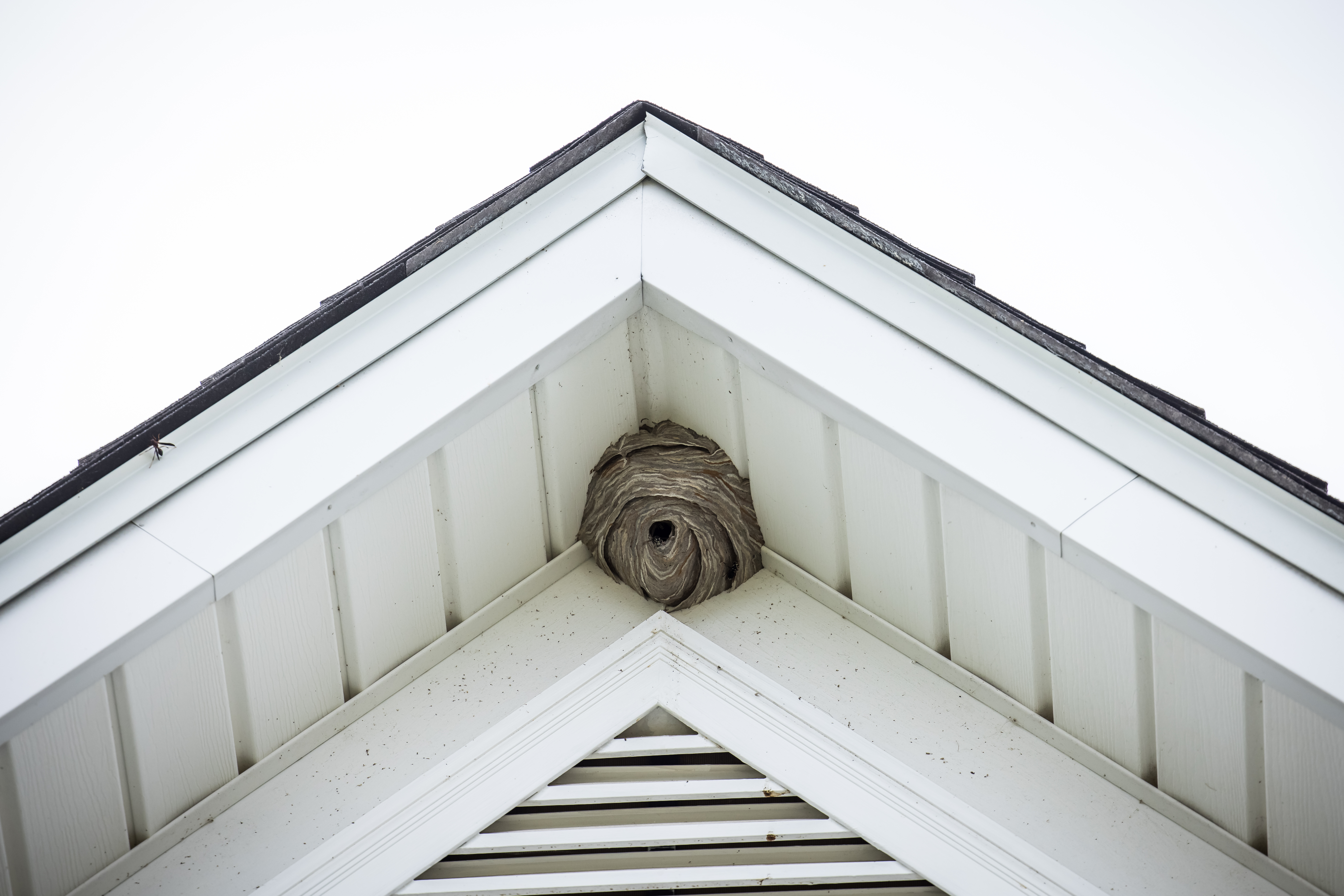 Paper wasp net